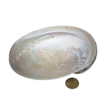 Abalone Sacred Shell – XXXL Ritual Smudging Bowl - Heavenly Crystals Online