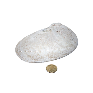 Abalone Sacred Shell - XXXL