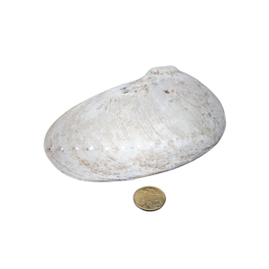 Abalone Sacred Shell – XXXL Ritual Smudging Bowl - Heavenly Crystals Online