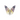 Fluorite Rainbow Butterfly - Heavenly Crystals Online