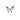 Rainbow Fluorite Butterfly (107g) – Clarity, Focus & Emotional Balance - Heavenly Crystals Online