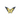 Sodalite Butterfly (93g) – Crystal Carving for Intuition, Calm & Clarity - Heavenly Crystals Online